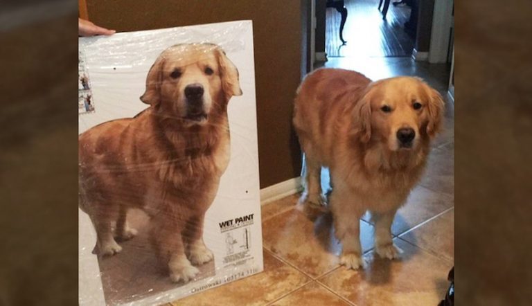 dog cardboard cutout