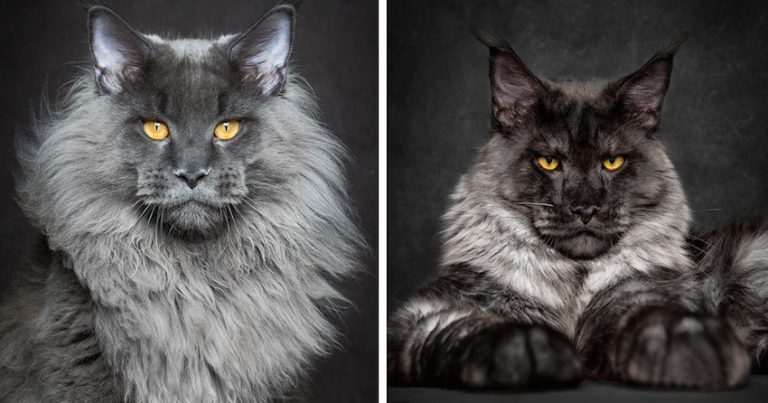 main coon cats