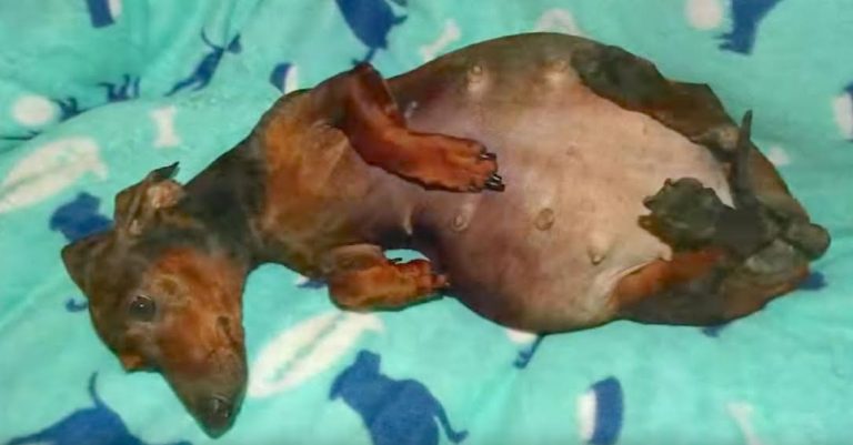 Dachshund Who Is Abandoned When Paralyzed And Pregnant Finds Happiness