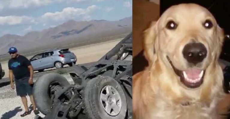 After Running Away From Car Crash, Dog Reunites With Grieving Family