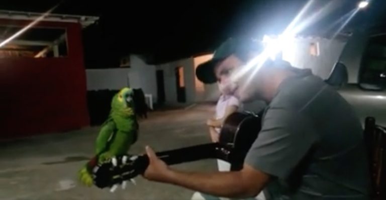 parrot sings along with man