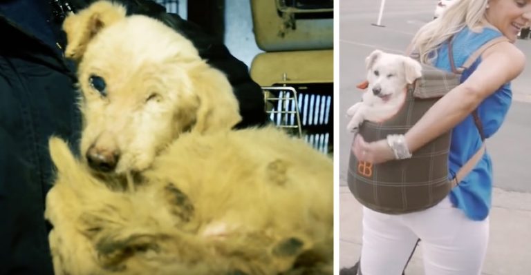 Piper dog rescue
