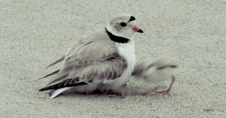 piping plover