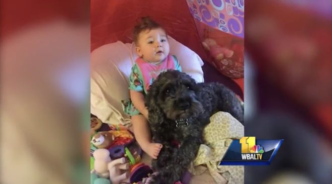 Heroic Dog Makes Ultimate Sacrifice While Shielding Baby From Fire