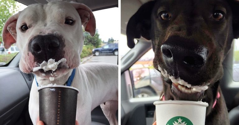 puppuncino pals
