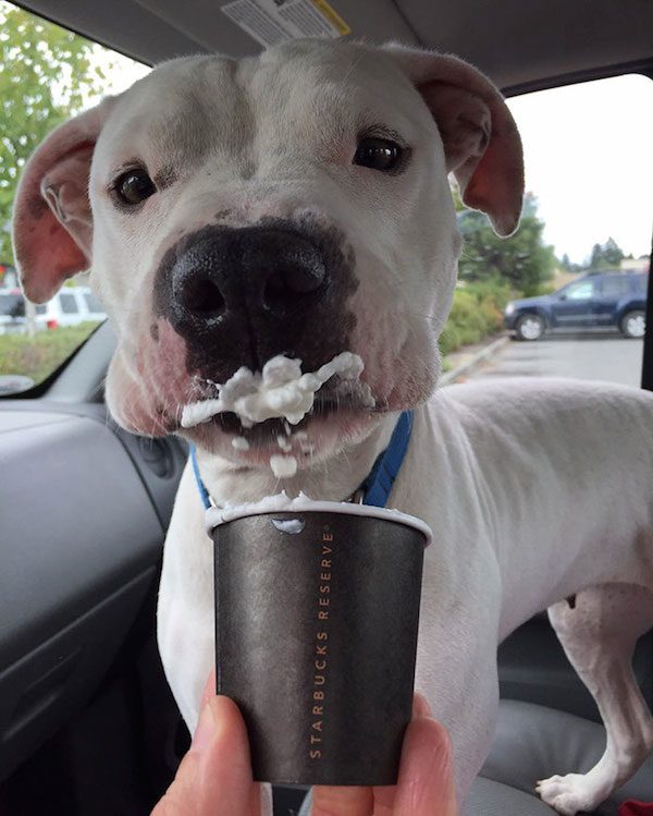 puppuccinos-1