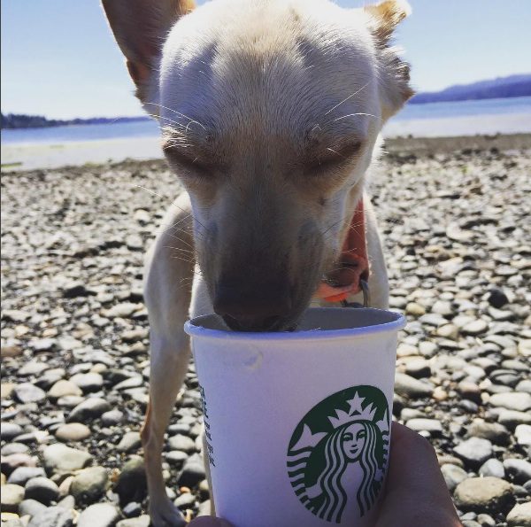puppuccinos-10