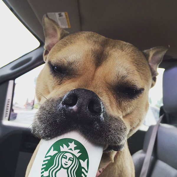 puppuccinos-2