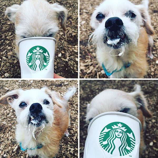 puppuccinos-3