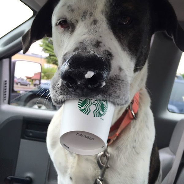 puppuccinos-4