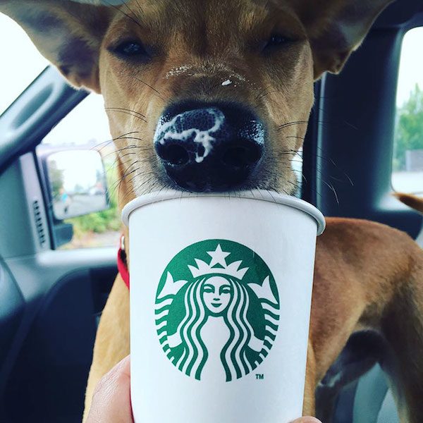 puppuccinos-5