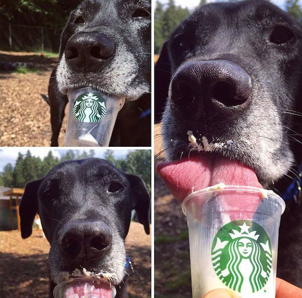 puppuccinos-6