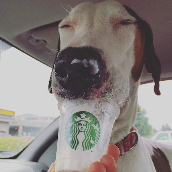 puppuccinos-7
