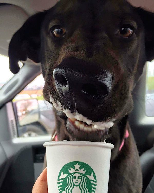 puppuccinos-9