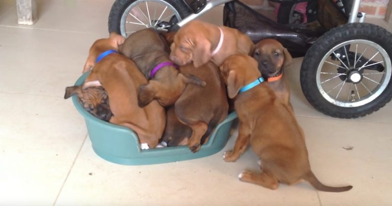 puppy pile