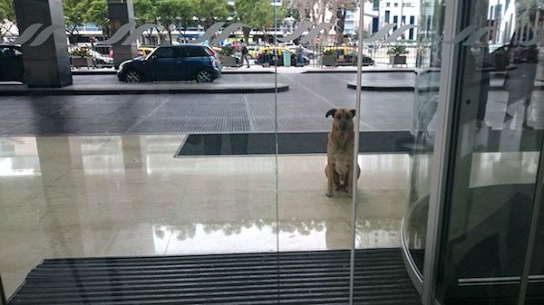 rubio-dog1