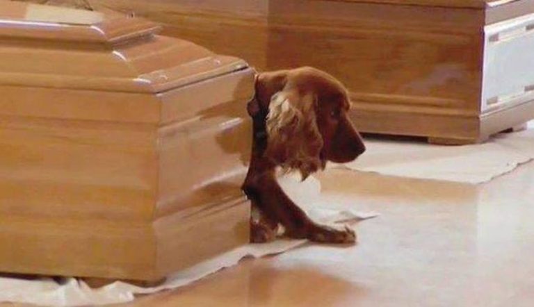 dog mourns at funeral