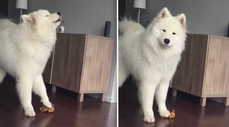 Samoyed Adorably Sings When She Squeezes Her Squeaky Toy