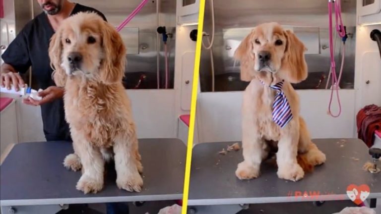 Senior Dog Left at Shelter When Owner Died Gets Makeover That Changes His Life