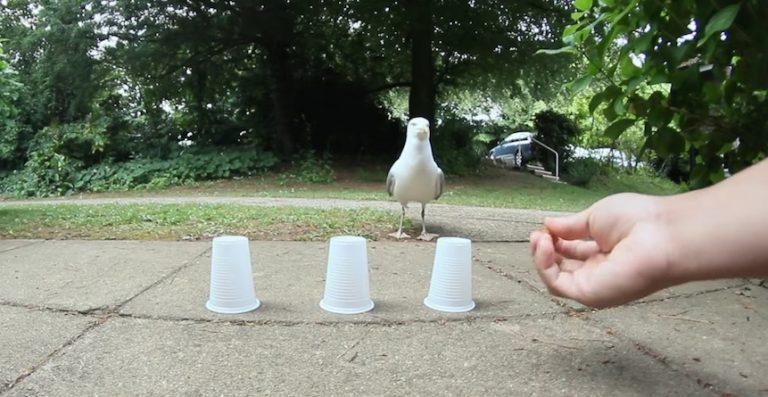 Clever Seagull Plays Shell Game With Man