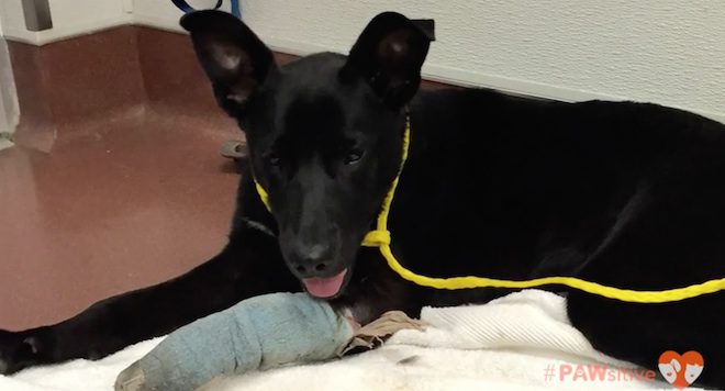 Sheba dog rescue