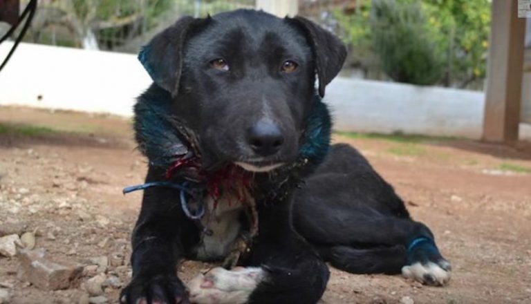 Rescuers Shocked When They Find Puppy Bound By Wire And Left For Weeks
