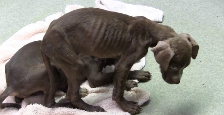 starving puppies rescued