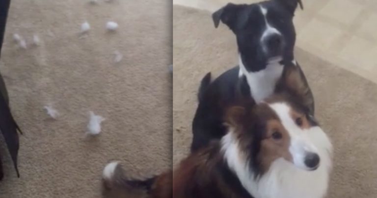Dog Tattles On His Naughty Friend When Mom Asks Who Made The Mess