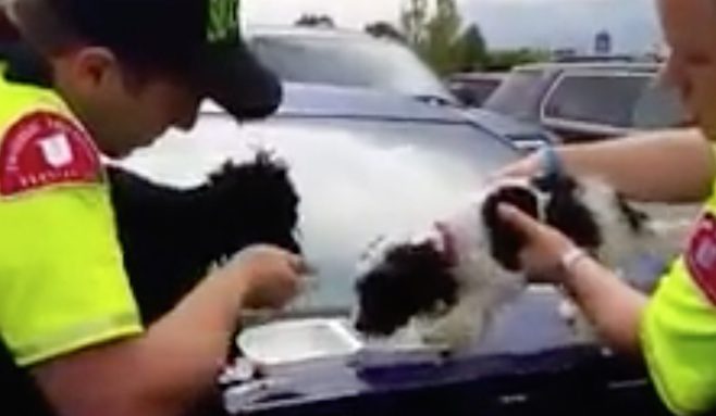 Man Grabs Golf Club To Save Two Small Dogs Stuck In Hot Car For Over An Hour
