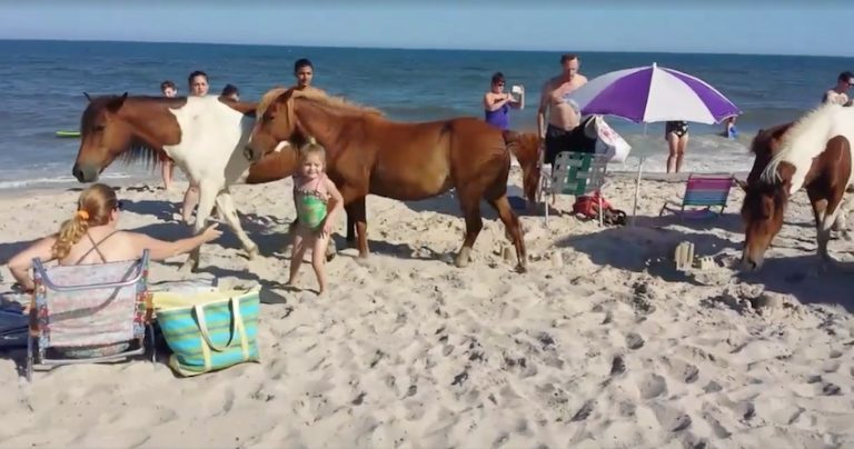 wild horses on beach
