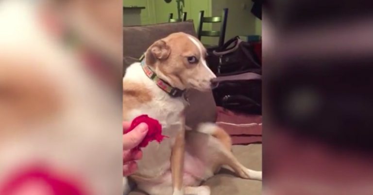 11 Hilariously Guilty Dogs Confronted Over Their Naughtiness