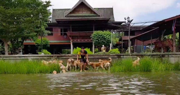 Man Goes For A Swim With His 16 Golden Retrievers Jumping In Right Behind Him