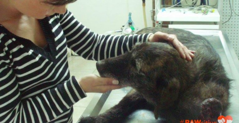 Stray Dog With Tumor Weighing Like A Heavy Chain Around Her Neck Finally Rescued