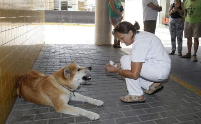 Devoted Akita Dog Waits Outside Hospital For Her Sick Owner