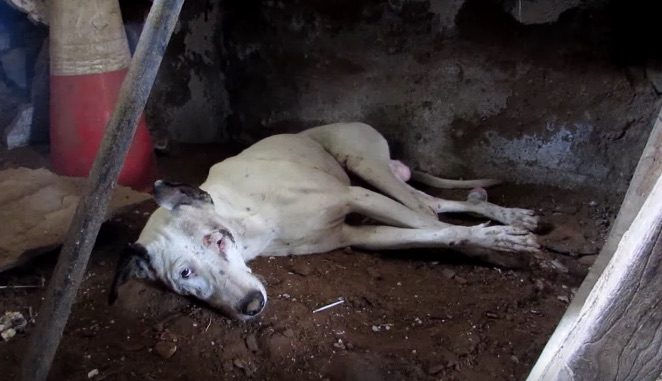 Street Dog Unable To Walk Makes Incredible Recovery
