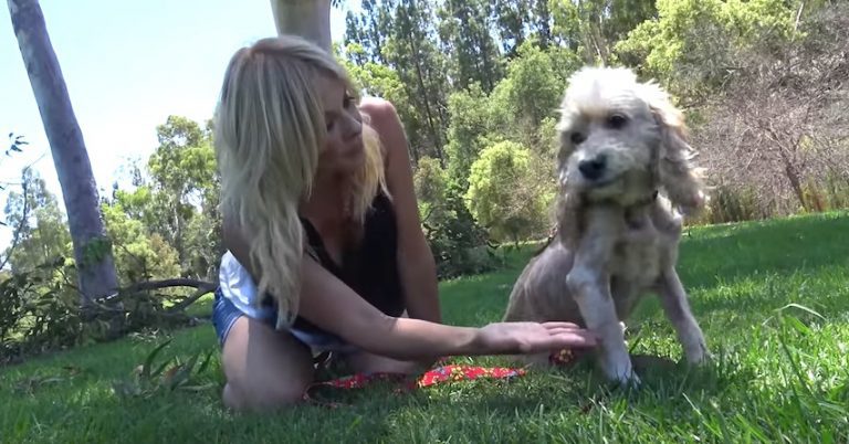 amos dog rescue