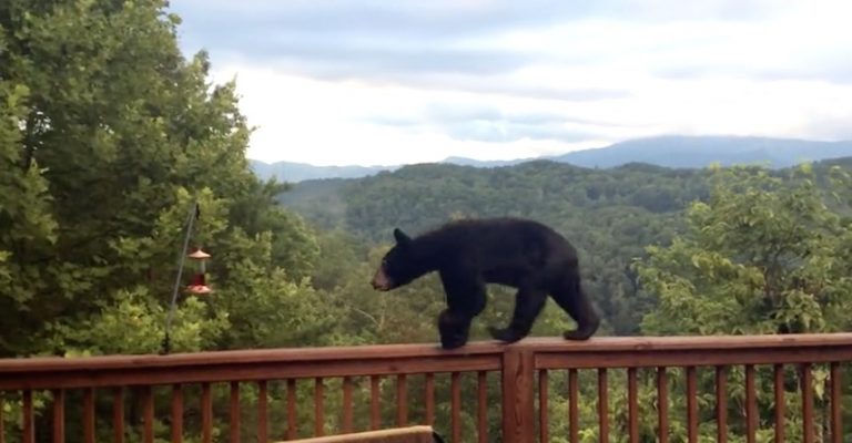 bear cub raids bird feeders