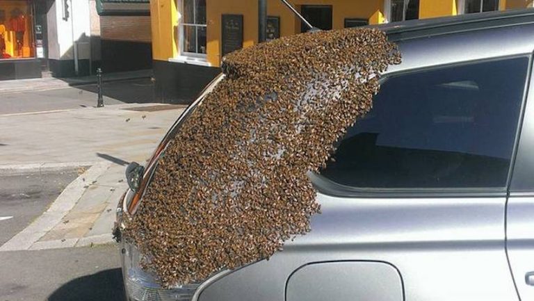 Swarm Of Bees Follow Woman’s Car To Save Their Queen Trapped Inside