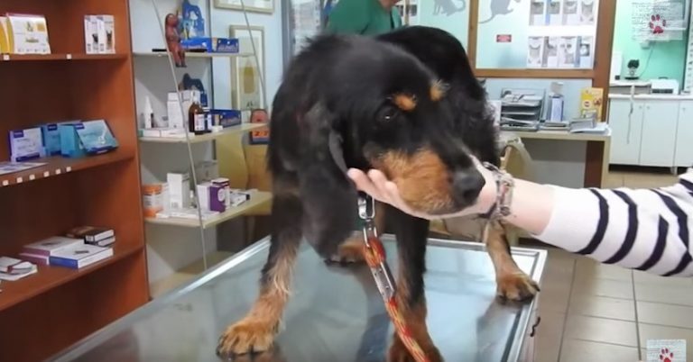 Dog Overbred And Abandoned On Streets Still Affectionate Despite Her Ordeal