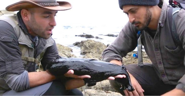 Man Discovers Giant Black Slug In Tide Pool