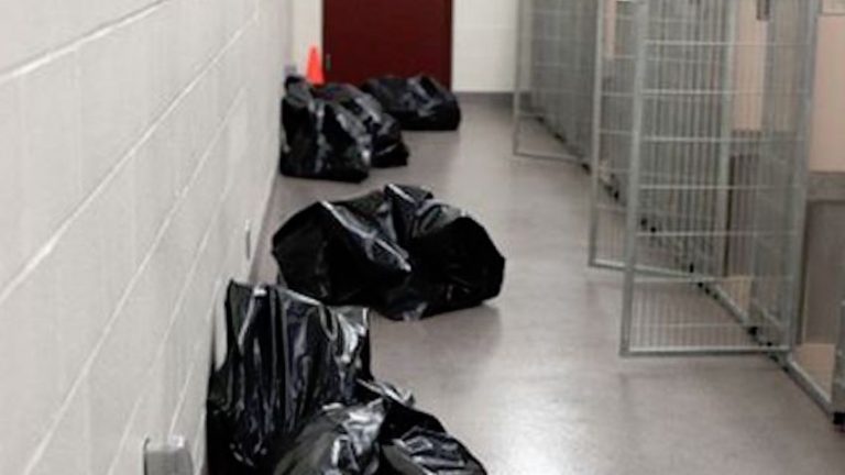 Shelter Worker’s Heartbreaking Photo Reveals What Happens To Unwanted Dogs