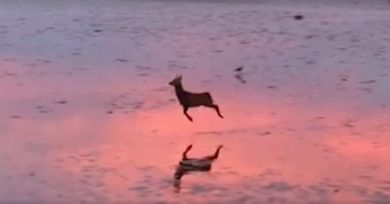 Deer Adorably Bounces Along Beach At Sunrise