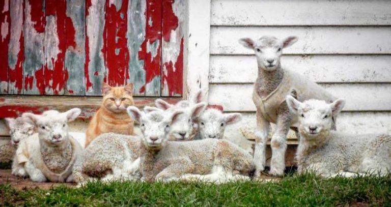 Cat Who Thinks He Is A Lamb Is The Leader Of The Flock