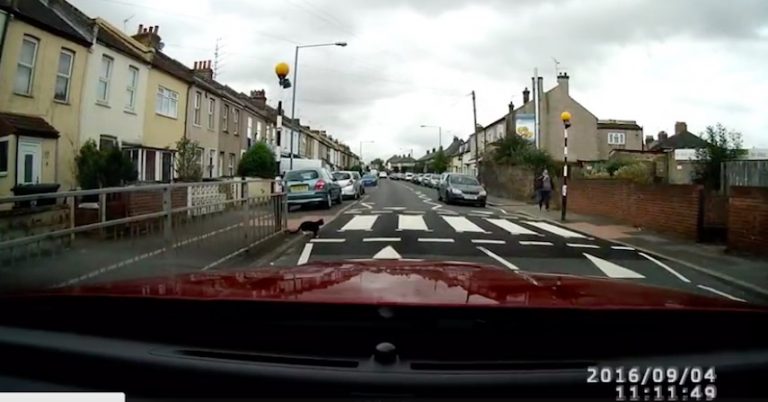 Cat Shocks Driver By Patiently Waiting To Use Pedestrian Crossing On Busy Road