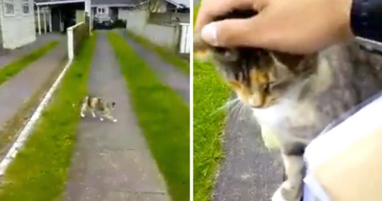 Cat Chases After Mailman Every Day Demanding To Be Petted