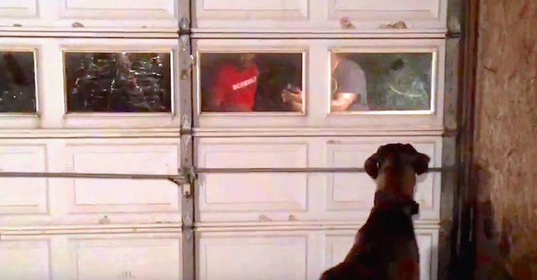 Great Dane Reunites With His Long-Lost Owners 2 Years After Going Missing
