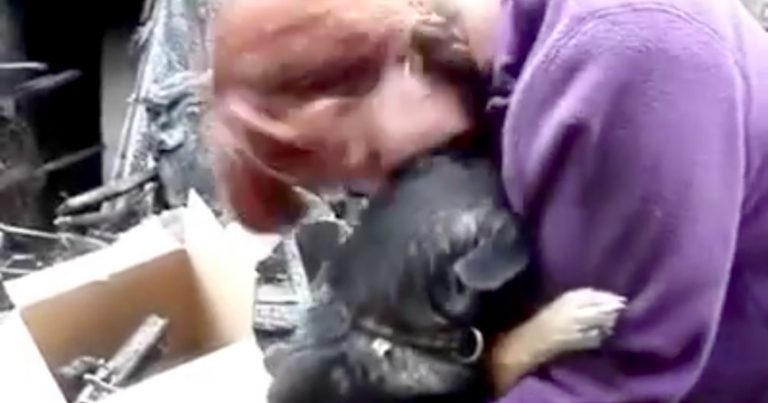Dog Comforts His Heartbroken Mom After Fire Destroys Their Home
