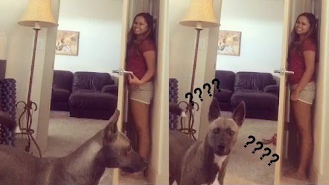 Cute Dog Is Adorably Bad At Playing Hide And Seek