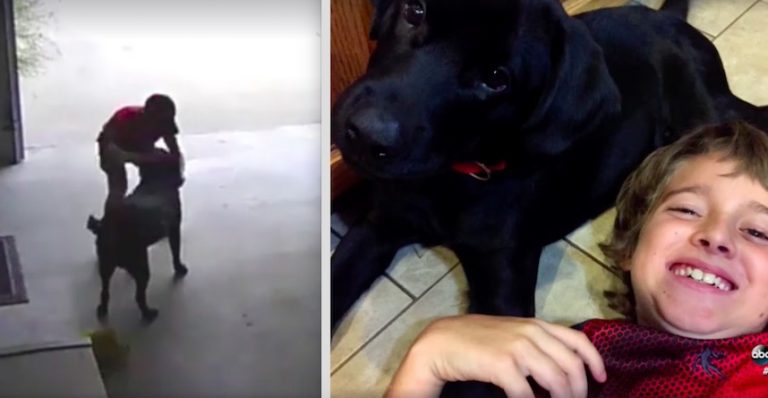 Boy Who Became Famous For Sneaking Hugs From Neighbor’s Dog Gets One Of His Own