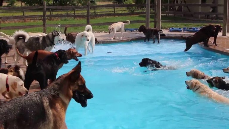 Dozens of Happy Dogs Enjoy Summer Fun With A Pool Party
